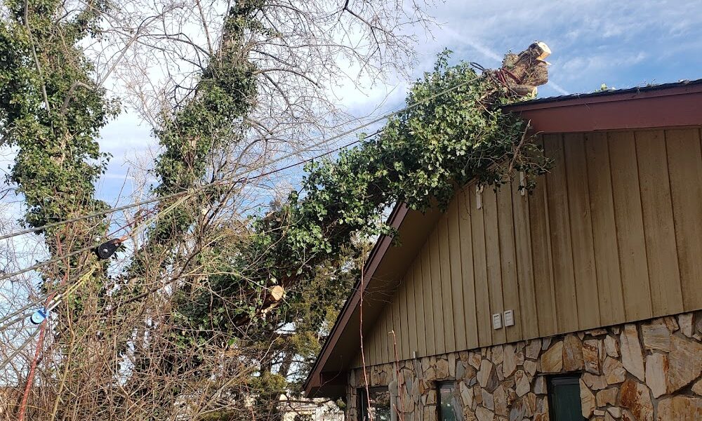Boulder Tree Service