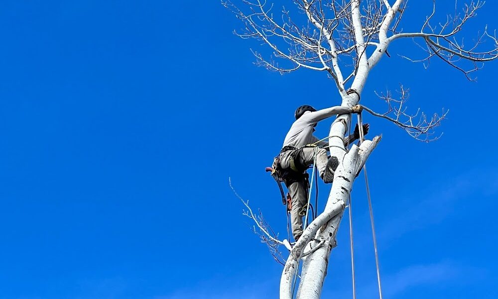 Green Saw Tree Service