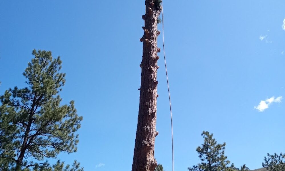 Lovett Tree Company