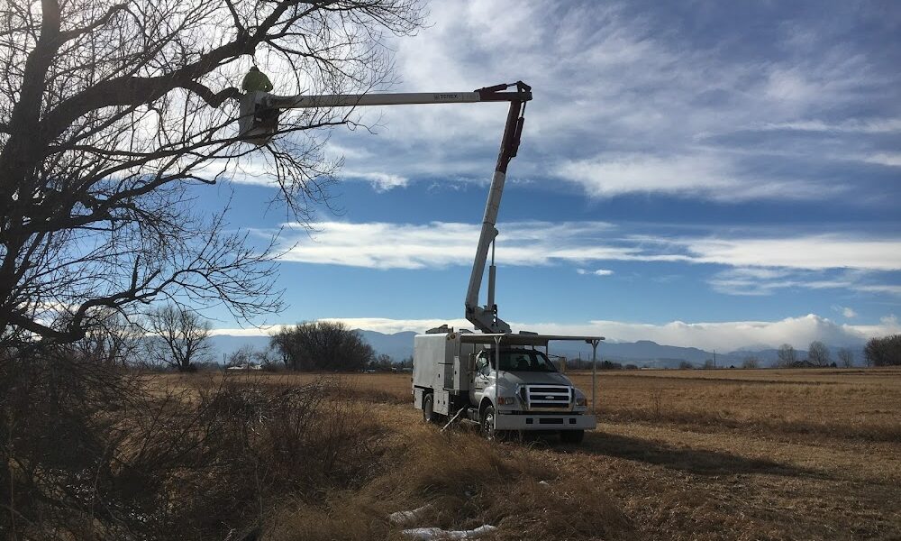 Mountain Tree Care
