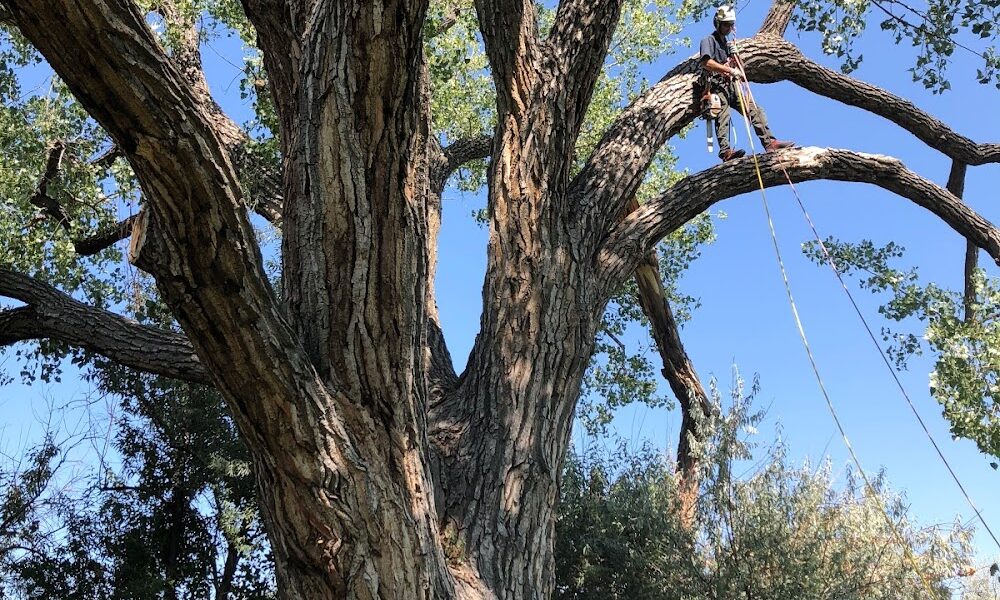 TLC Tree Expert Inc
