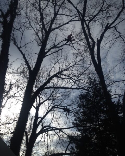 Velte Forestry and Arboriculture