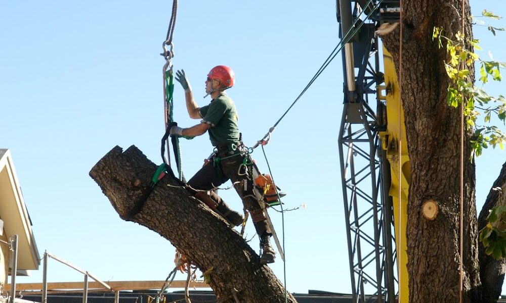 Berkelhammer Tree Experts, Inc.