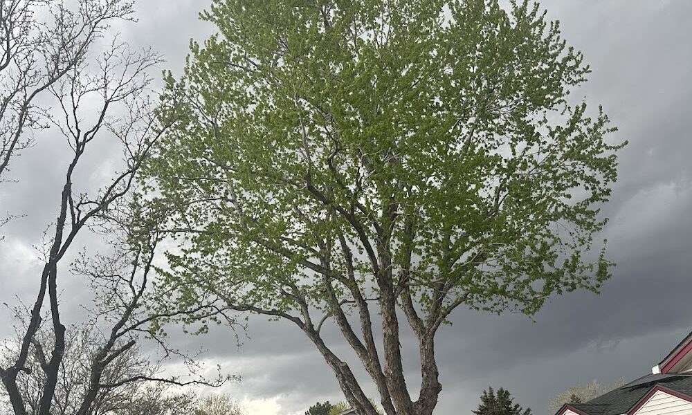 Canales Tree Service LLC
