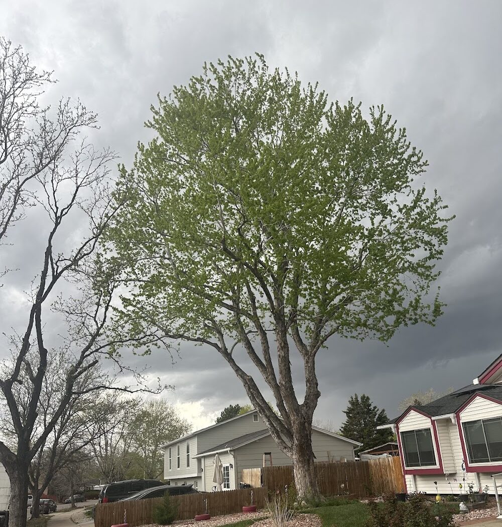 Canales Tree Service LLC