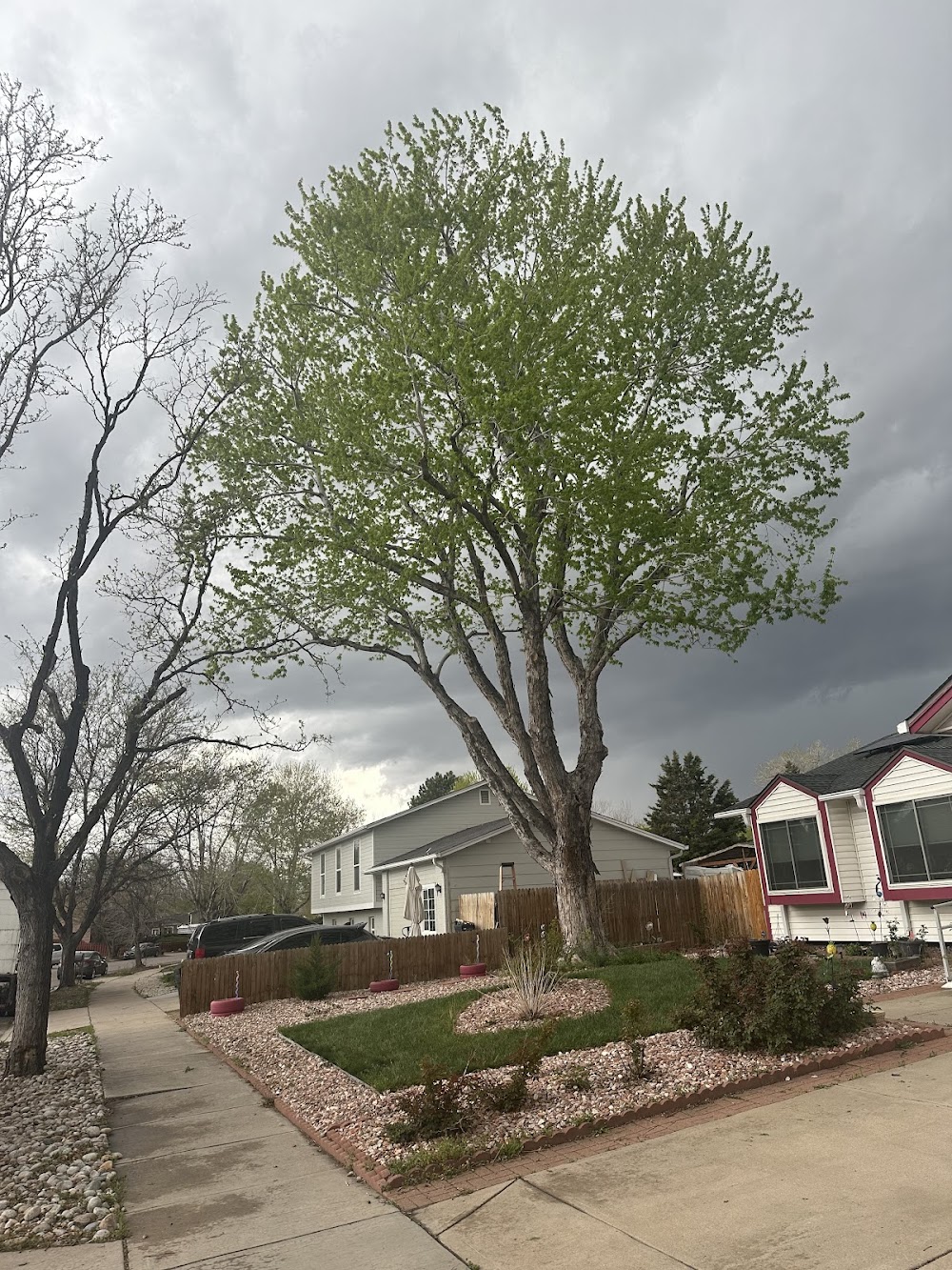 Canales Tree Service LLC