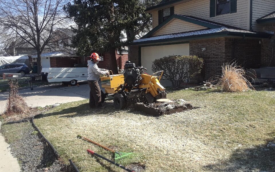 Colorado Stump Removal – Denver