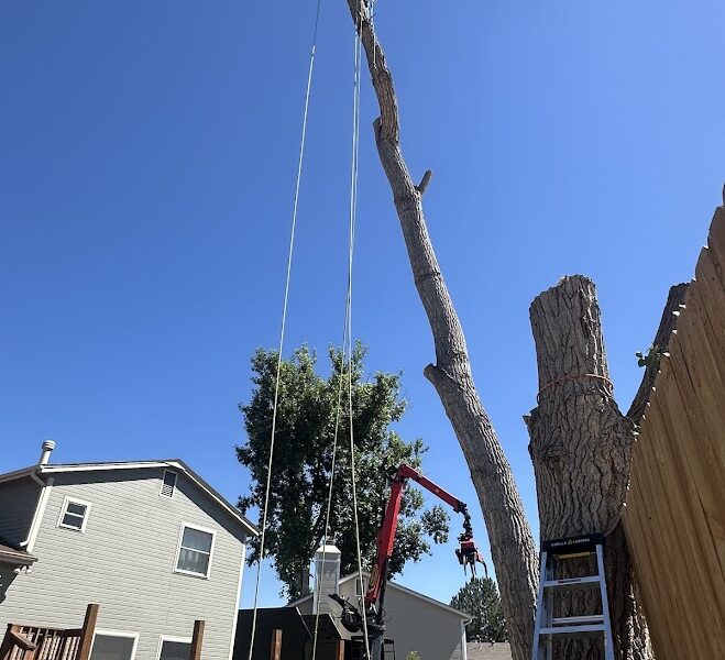DLC Arbor Services, LLC