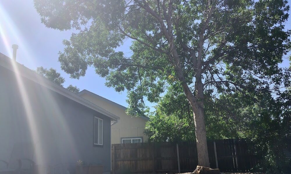 Economy Tree Service