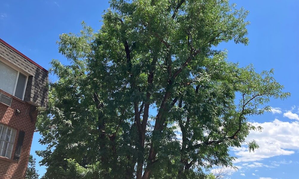 Eden Tree Care