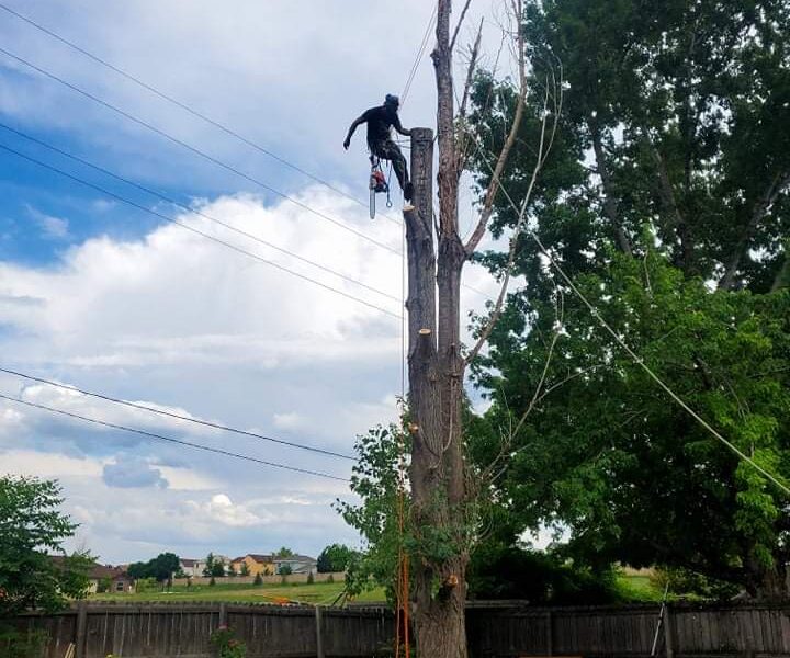 High Tie Tree Service
