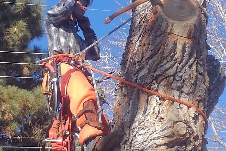 Maxim’s Tree Service