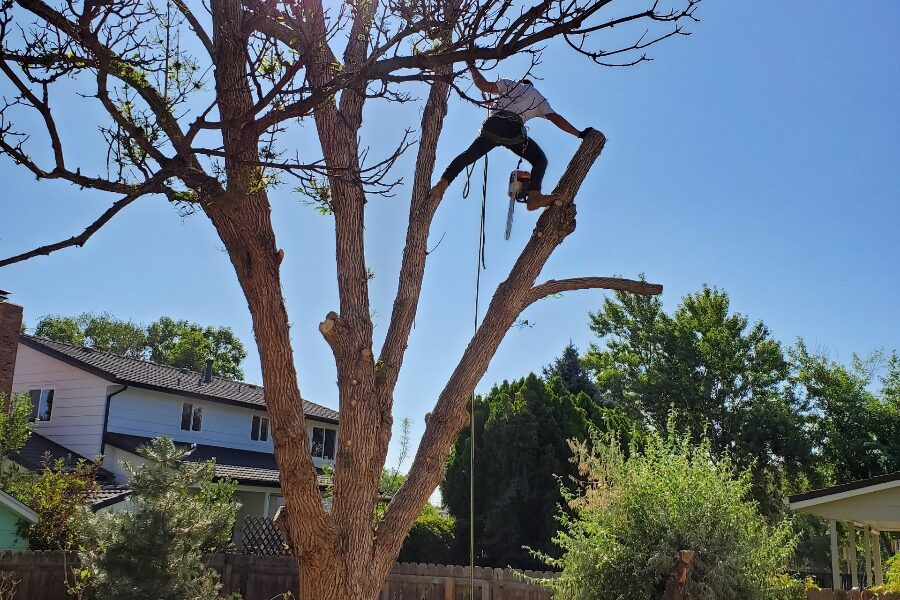 MQ Landscaping & Tree Services