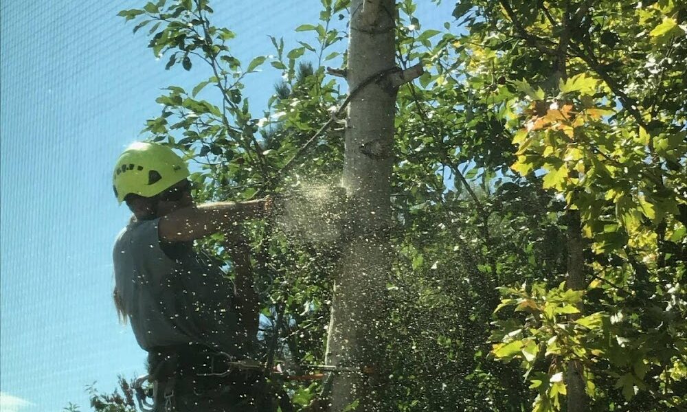Spartan Tree Care, LLC