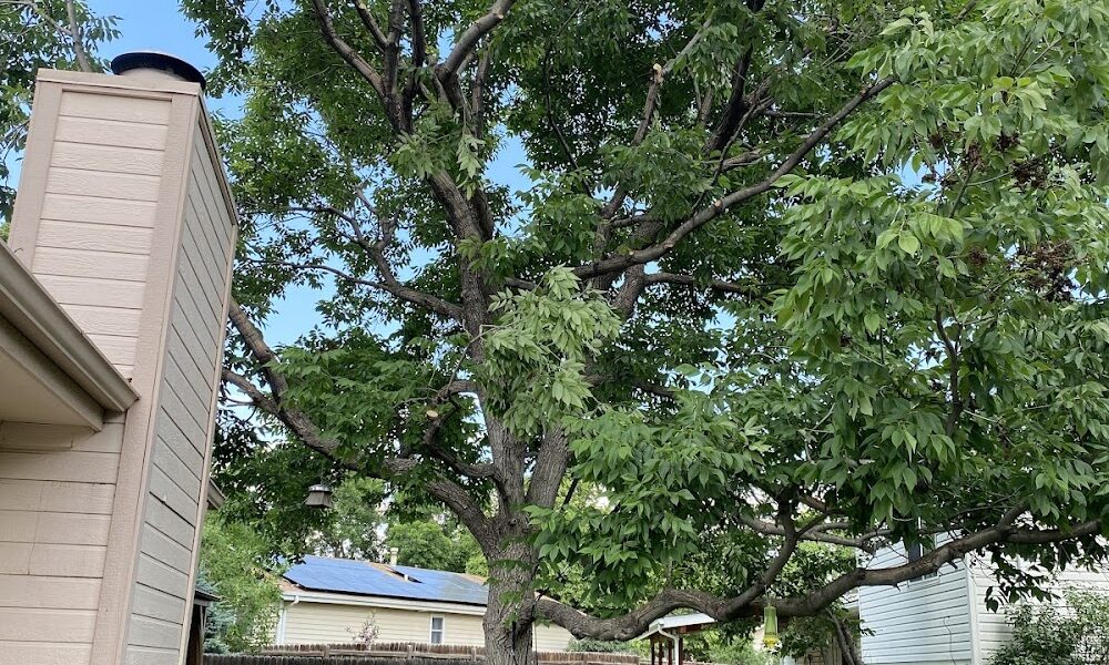 Affordable tree service