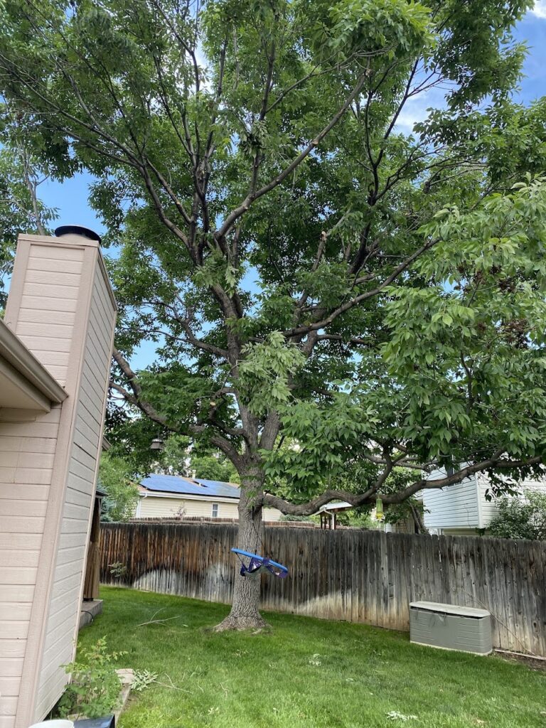 Affordable tree service
