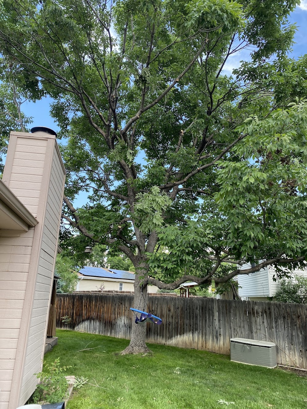 Affordable tree service