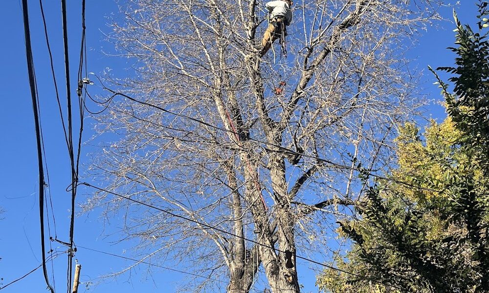 Alpenglow Tree Care