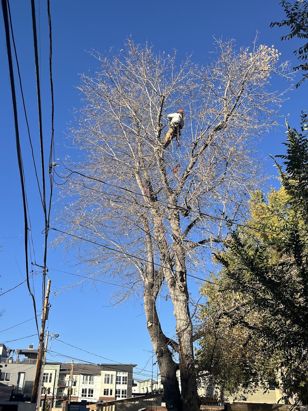 Alpenglow Tree Care
