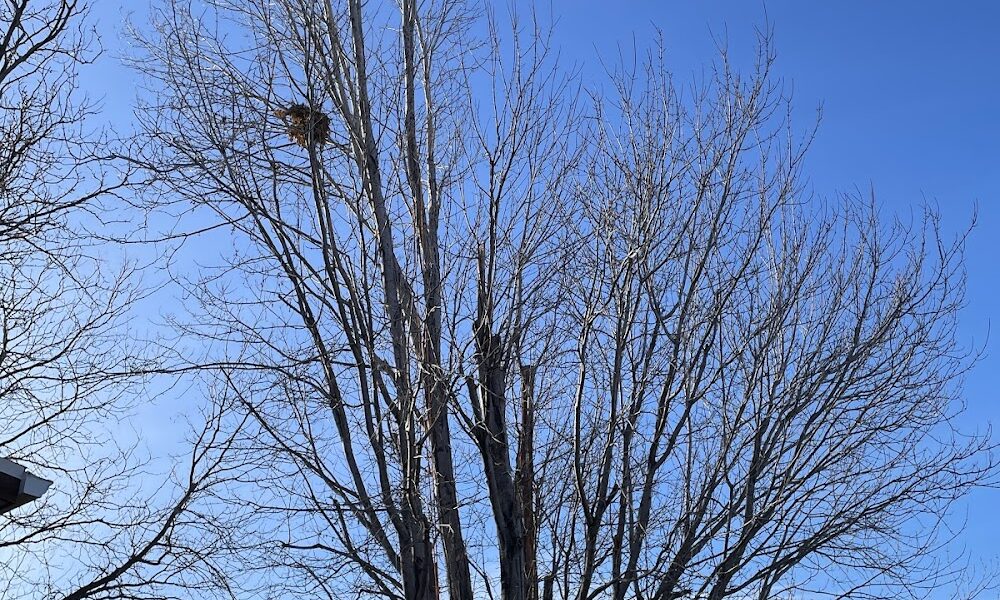Colorado Native Tree Care