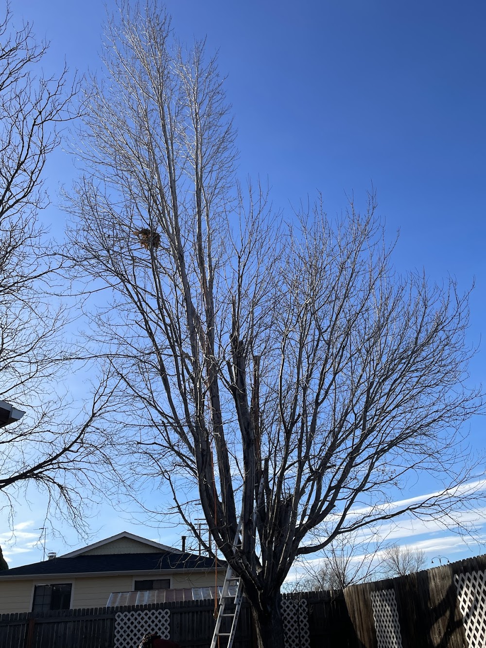 Colorado Native Tree Care
