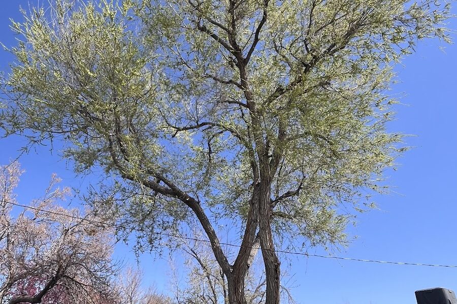 Eldorado Tree Company LLC