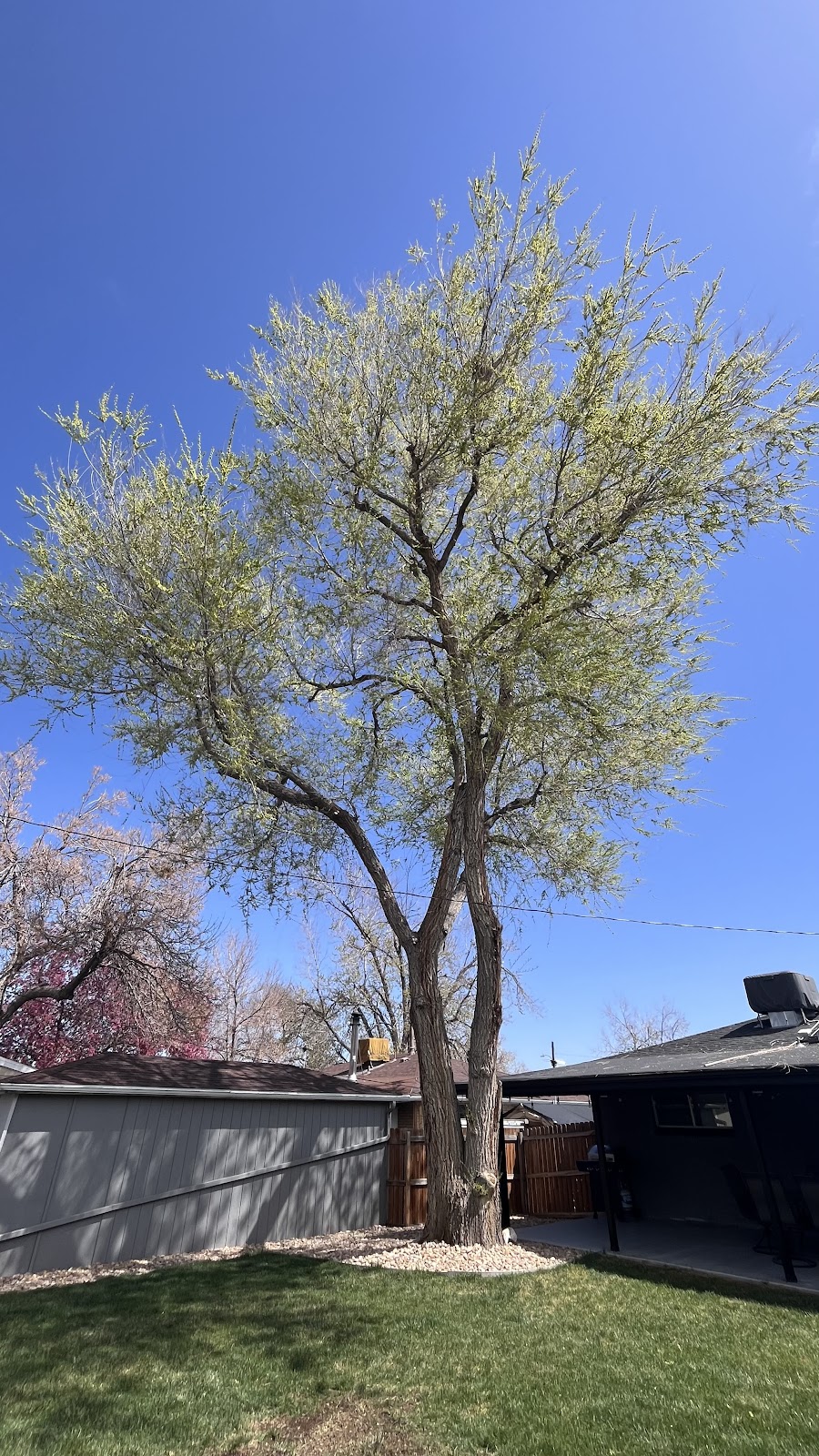 Eldorado Tree Company LLC