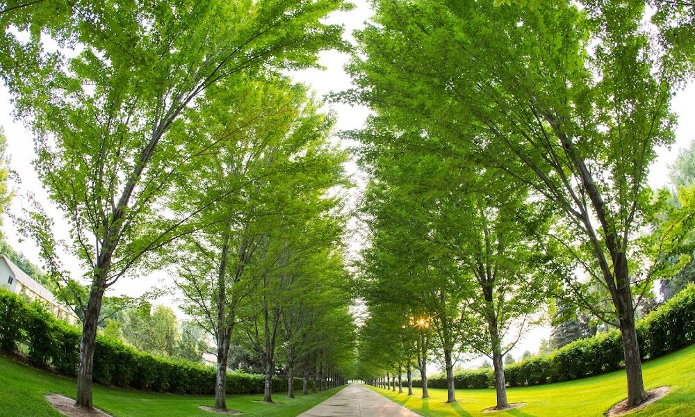 Flatirons Arbor Care