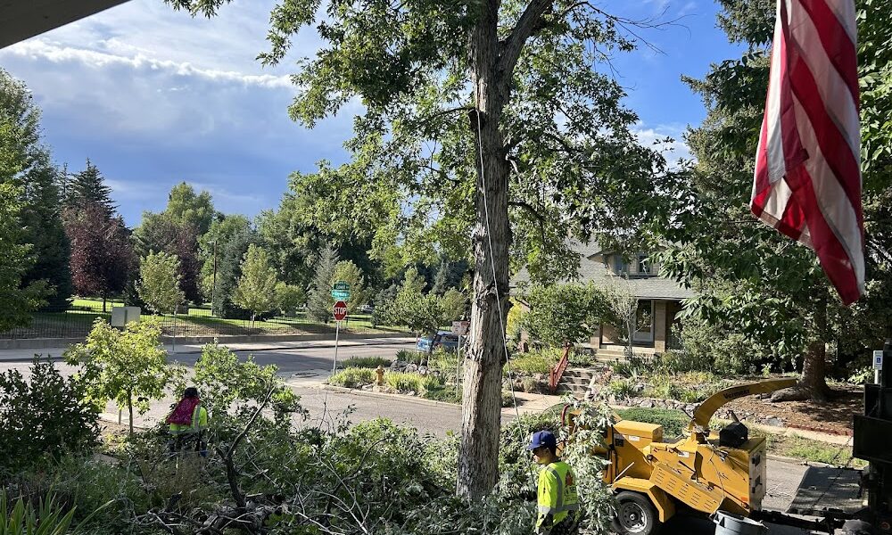 LCM Tree Services LLC