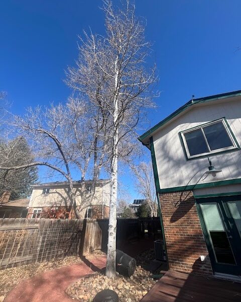 Reinholt Tree Care