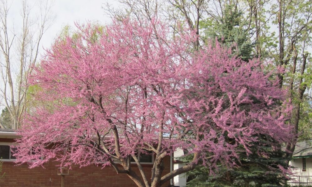 St Vrain Arbor Care, LLC