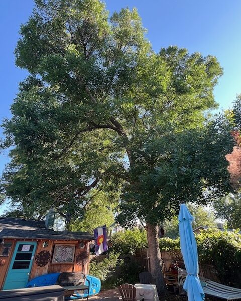 We Love Trees
