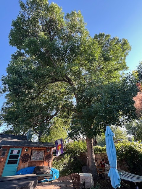 We Love Trees