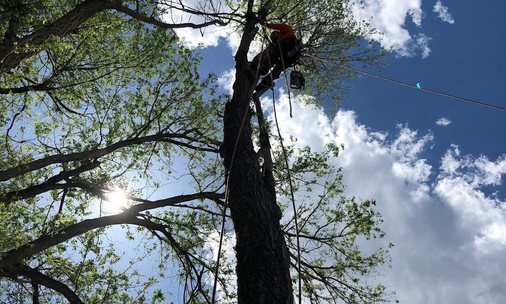 Western Cut Tree Care